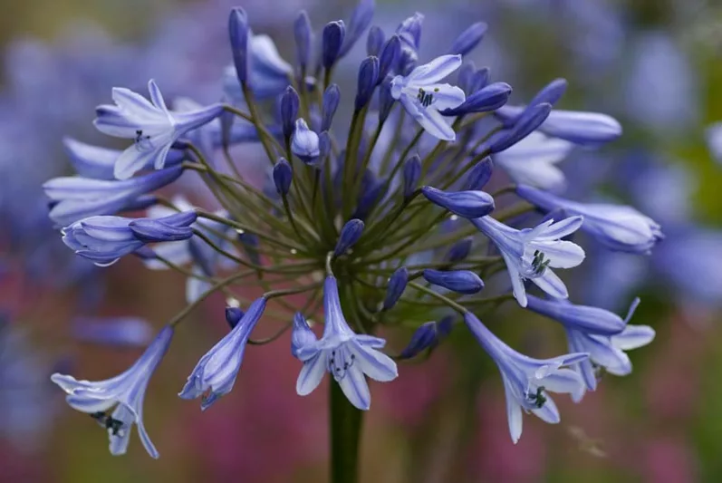 Agapanthus Doctor Brouwer,  Doctor Brouwer African Lily, Doctor Brouwer Lily of the Nile, Agapanthus 'Dokter Brouwer', African Lily 'Dokter Brouwer', Blue flower, purple flower, Blue Agapanthus