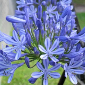 Agapanthus Headbourne Hybrids, Lily of the Nile Headbourne Hybrids, African Lily Headbourne Hybrids, Blue flower, Blue Agapanthus, Blue African Lily