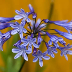 Agapanthus Loch Hope, Lily of the Nile Loch Hope, African Lily Loch Hope, Blue flower, Blue Agapanthus, Blue African Lily