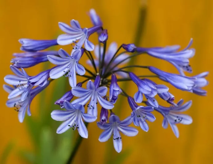 Agapanthus Loch Hope, Lily of the Nile Loch Hope, African Lily Loch Hope, Blue flower, Blue Agapanthus, Blue African Lily