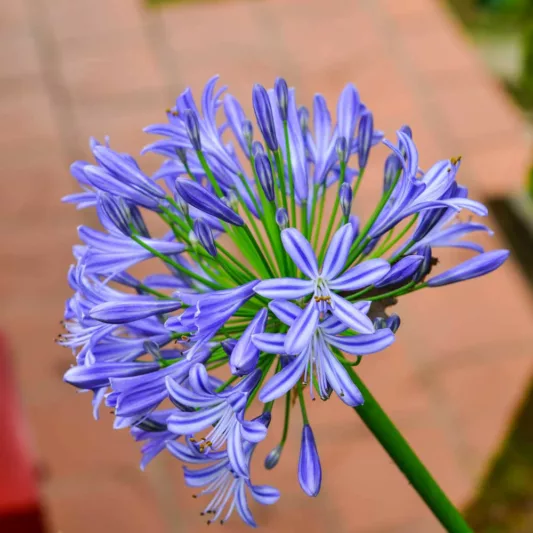 Agapanthus 'Midnight Star', African Lily 'Midnight Star', Lily of the Nile 'Midnight Star', Agapanthus 'Navy Blue', Agapanthus campanulatus 'Navy Blue', Blue Agapanthus