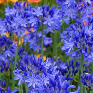 Agapanthus 'Northern Star', lily of the Nile 'Northern Star', African Lily 'Northern Star', Blue flower, purple flower