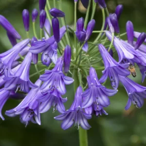 Agapanthus 'Purple Cloud', Lily of the Nile 'Purple Cloud', African Lily 'Purple Cloud', Blue flower, purple flower, Blue Agapanthus, Purple Agapanthus