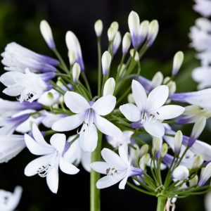 Agapanthus 'Twister', African Lily 'Twister', Lily of the Nile 'Twister', Agapanthus africanus Twister, Agapanthus africanus 'AMBIC001', Blue flower, Blue Agapanthus, Blue African Lily