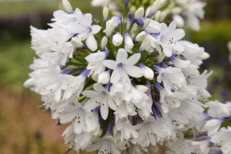 Agapanthus orientalis 'Queen Mum',African Lily 'Queen Mum', Lily of the Nile 'Queen Mum', Agapanthus 'Queen Mum', White flower, White Agapanthus, White African Lily