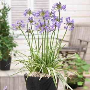 Agapanthus 'Silver Moon', African Lily 'Silver Moon', Lily of the Nile 'Silver Moon', Variegated African Lily, Variegated Lily of the Nile, Blue flower, Blue Agapanthus, Blue African Lily