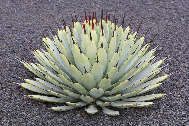 Agave potatorum✖️macroacantha【hybrid】　233 Agave macroacantha (Black-Spined Agave)