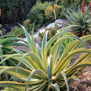 Agave vilmoriniana  'Stained Glass', Octopus Agave 'Stained Glass', Agave vilmoriniana 'Variegata', Octopus Agave 'Variegata', Yellow flowers, drought tolerant plant, evergreen plant
