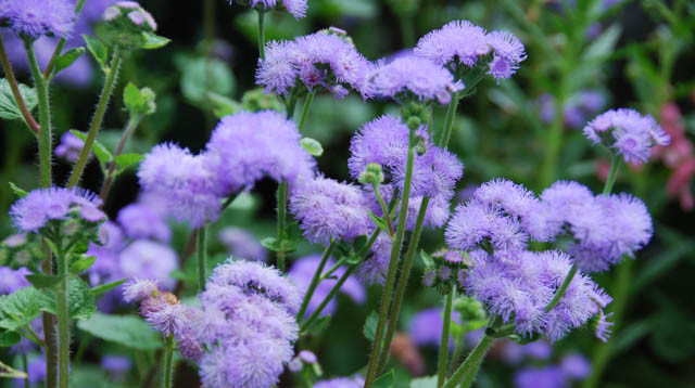 Floss Flower 'Blue Horizon', Ageratum Houstonianum 'Blue Horizon', Ageratum Blue Horizon, Blue flowers, Blue annuals