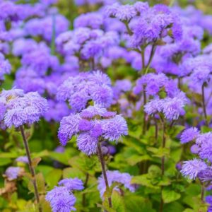 Floss Flower 'Blue Mink', Ageratum Houstonianum 'Blue Mink', Ageratum Blue Mink, Blue flowers, Blue annuals