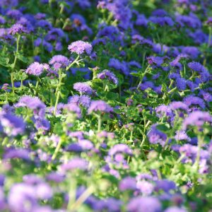Ageratum houstonianum, Floss Flower, Ageratum Blue Horizon, Ageratum Blue Danube, Ageratum, Floss Flower,  Bluemink, Blueweed, Pussy Foot, Mexican Paintbrush, Blue Annual Flowers, Blue Summer Flowers