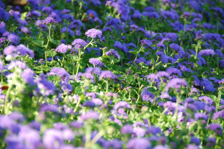Ageratum houstonianum, Floss Flower, Ageratum Blue Horizon, Ageratum Blue Danube, Ageratum, Floss Flower,  Bluemink, Blueweed, Pussy Foot, Mexican Paintbrush, Blue Annual Flowers, Blue Summer Flowers