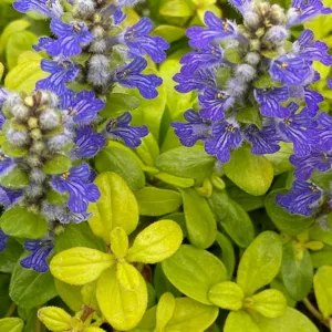 Ajuga Feathered Friends™ 'Cordial Canary', Yellow Ajuga, Golden Ajuga, Yellow Carpet Bugle, Bugle Feathered Friends™ 'Cordial Canary', Carpet Bugle Feathered Friends™ 'Cordial Canary', Carpetweed Feathered Friends™ 'Cordial Canary'