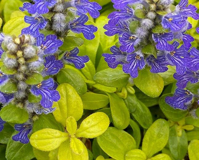 Ajuga Feathered Friends™ 'Cordial Canary', Yellow Ajuga, Golden Ajuga, Yellow Carpet Bugle, Bugle Feathered Friends™ 'Cordial Canary', Carpet Bugle Feathered Friends™ 'Cordial Canary', Carpetweed Feathered Friends™ 'Cordial Canary'