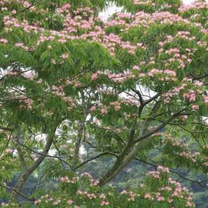 Albizia julibrissin, Silk Tree, Mimosa, Bastard Tamarind, Nemu Tree, Acacia julibrissin, deciduous shrub, pink flowers, fragrant shrub