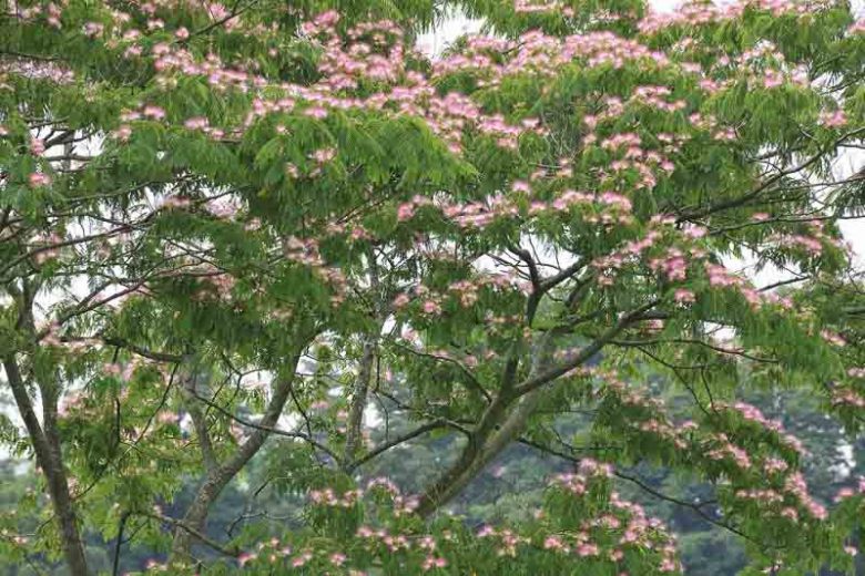 Albizia julibrissin, Silk Tree, Mimosa, Bastard Tamarind, Nemu Tree, Acacia julibrissin, deciduous shrub, pink flowers, fragrant shrub