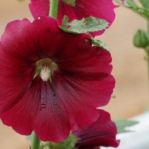 Alcea rosea 'Henry VIII Red', Hollyhock 'Henry VIII Red', Tall Perennial, Red flowers, Red Alcea, Red Hollylock