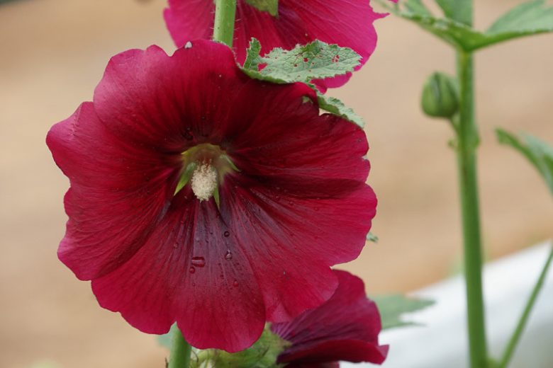 Alcea rosea 'Henry VIII Red', Hollyhock 'Henry VIII Red', Tall Perennial, Red flowers, Red Alcea, Red Hollylock