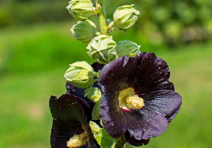 Alcea rosea 'Nigra',Hollyhock 'Nigra', Tall Perennial, Black flowers, Black Alcea, Black Hollylock