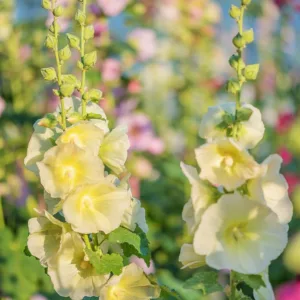 Alcea rugosa, Hollyhock, Tall Perennial, Yellow flowers, Yellow Alcea, Yellow Hollylock