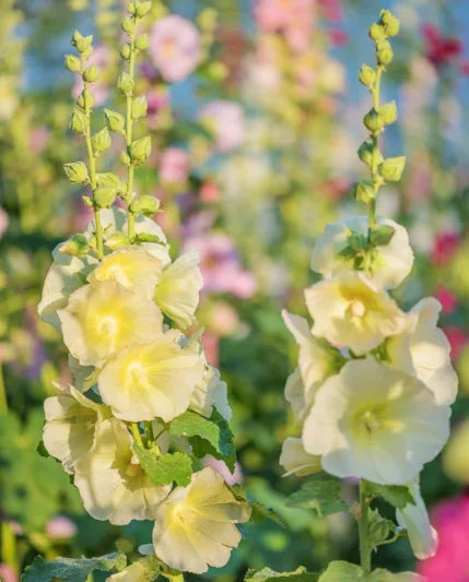 Alcea rugosa, Hollyhock, Tall Perennial, Yellow flowers, Yellow Alcea, Yellow Hollylock