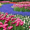 Fragrant Spring Bulbs, Fragrant Tulips, Fragrant Daffodils, Fragrant Narcissus, Fragrant Narcissi, Fragrant Muscari, Hyacinths, Fragrant spring flowers