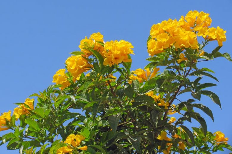 Allamanda schottii, Bush Allamanda, Yellow Flowers, Yellow Vines