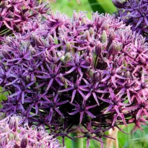 Allium 'Firmament', Ornamental Onion 'Firmament', Ornamental Garlic 'Firmament', Spring Bulbs, Spring Flowers,Giant Onions, Purple flowers