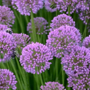 Allium 'Millenium', Ornamental Allium, Purple flowers, Summer Purple Flowers