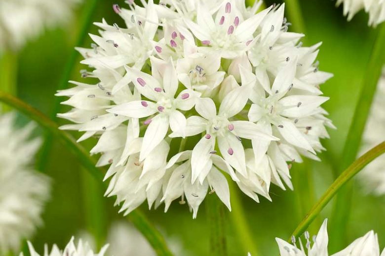 Allium amplectens 'Graceful Beauty', Flowering Onion, Spring Bulbs, Spring Flowers , White Flowering Onion, White Onions, Late Spring Bloom, Early Summer Bloom