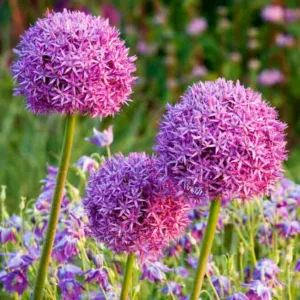 Allium Giganteum, Ornamental Onion, Ornamental Garlic, Giant Onion, Giant Allium, Spring Bulbs, Spring Flowers, Purple flowers