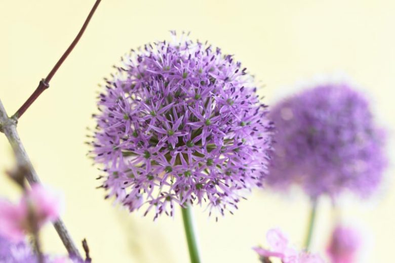 Allium Gladiator, Ornamental Onion 'Gladiator', Ornamental Garlic 'Gladiator', Spring Bulbs, Spring Flowers, Purple flowers, Late spring flowers, deer resistant flowers