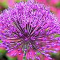 Allium Hollandicum 'Purple Sensation' , Allium 'Purple Sensation', Allium Aflatunense 'Purple Sensation', Flowering Onion, Ornamental Onion, Allium Hollandicum, Spring Bulbs, Spring Flowers