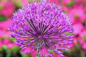 Allium Hollandicum 'Purple Sensation' , Allium 'Purple Sensation', Allium Aflatunense 'Purple Sensation', Flowering Onion, Ornamental Onion, Allium Hollandicum, Spring Bulbs, Spring Flowers