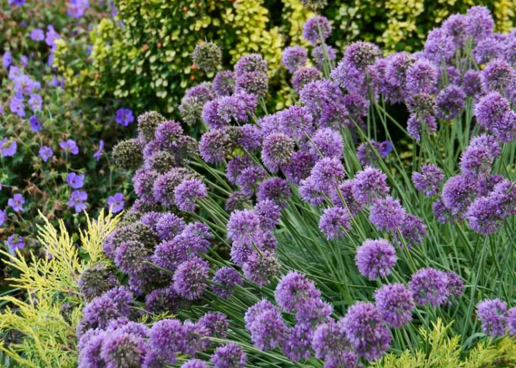 Allium 'Medusa', Ornamental Allium, Purple flowers, Summer Purple Flowers