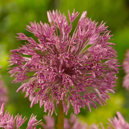 Allium nevskianum, Turkistan Onion, Ornamental Onion, Spring Bulbs, Spring Flowers, Red Alliums, Red Onions, Late Spring Bloom, Early Summer Bloom,
