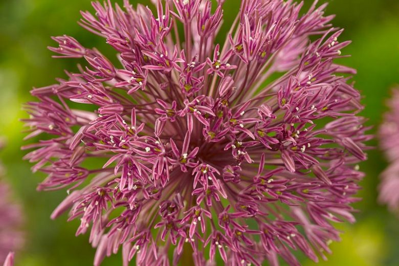 Allium nevskianum, Turkistan Onion, Ornamental Onion, Spring Bulbs, Spring Flowers, Red Alliums, Red Onions, Late Spring Bloom, Early Summer Bloom,