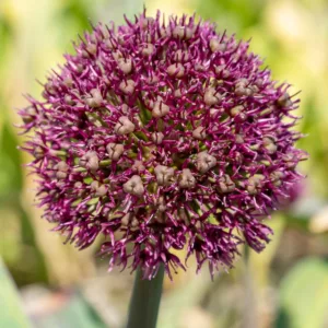 Allium 'Ostara', Ostara Allium, Ornamental Allium, Purple flowers, Summer Purple Flowers