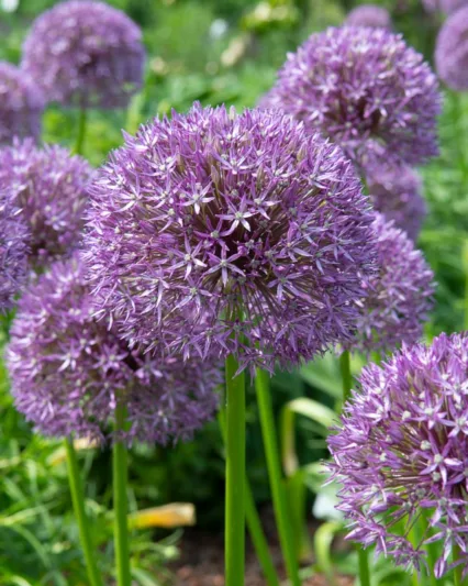 Allium 'Pinball Wizard', Ornamental Onion 'Pinball Wizard', Tall Allium, Spring Bulbs, Spring Flowers, Giant Onions, Purple flowers