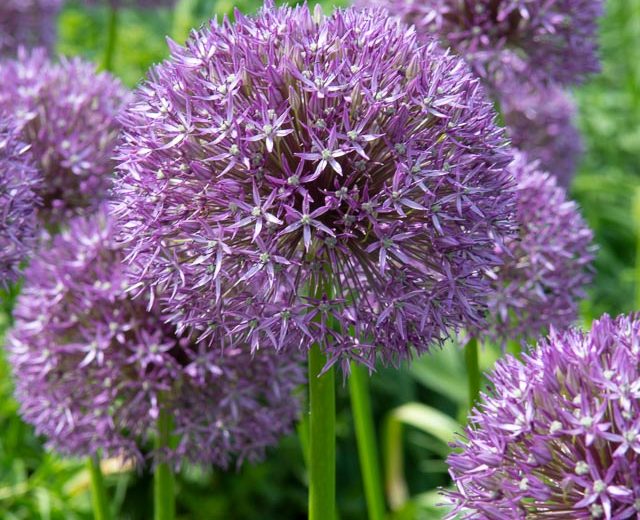 Allium 'Pinball Wizard', Ornamental Onion 'Pinball Wizard', Tall Allium, Spring Bulbs, Spring Flowers, Giant Onions, Purple flowers