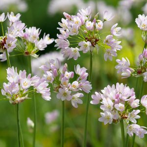 Allium Roseum, Rosy Garlic, Rosy-Flowered Garlic, Ornamental Onion, Spring Bulbs, Spring Flowers , Pink Flowering Onion, Late Spring Flowers, Early Summer Flowers