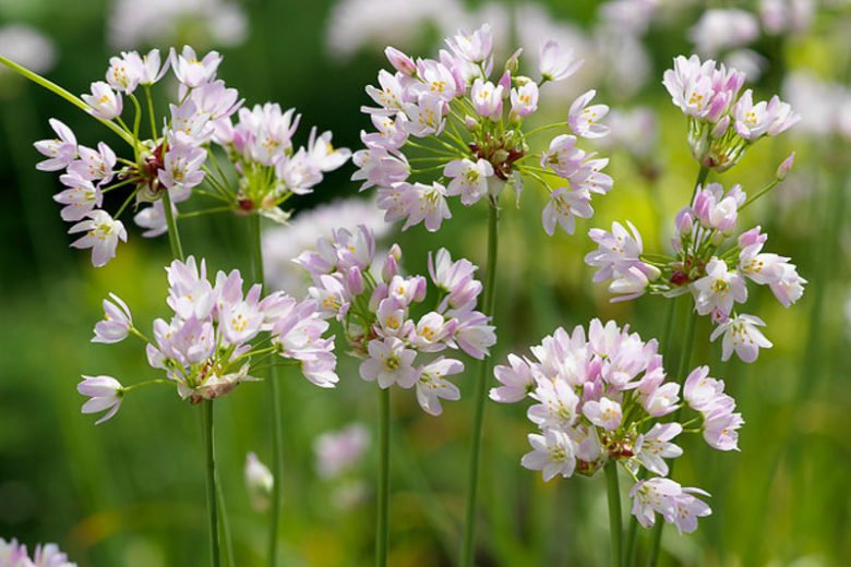 Allium Roseum, Rosy Garlic, Rosy-Flowered Garlic, Ornamental Onion, Spring Bulbs, Spring Flowers , Pink Flowering Onion, Late Spring Flowers, Early Summer Flowers