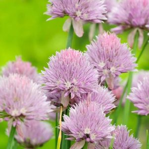 Allium Schoenoprasum, Chives, Chives Plant, Chives Flower, Cive, Onion Grass, Aromatic Herb, Cooking Herb