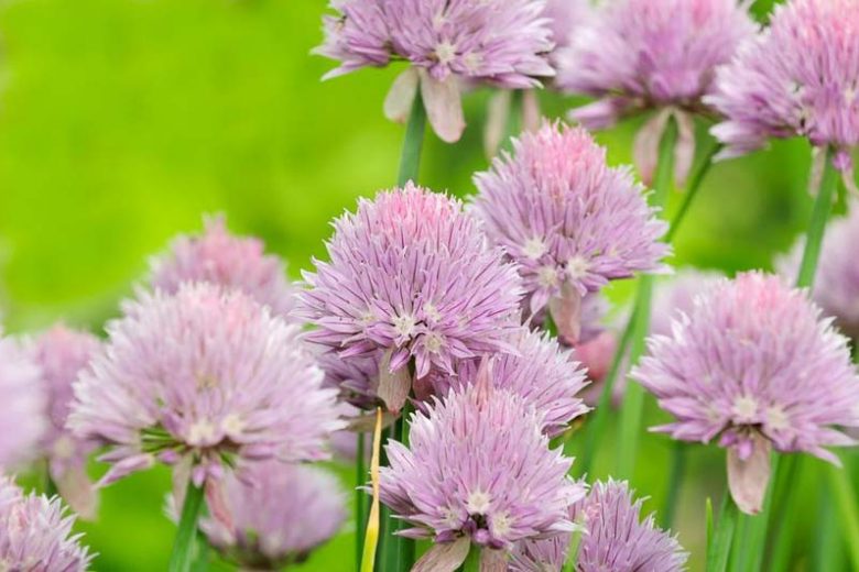 Allium Schoenoprasum, Chives, Chives Plant, Chives Flower, Cive, Onion Grass, Aromatic Herb, Cooking Herb
