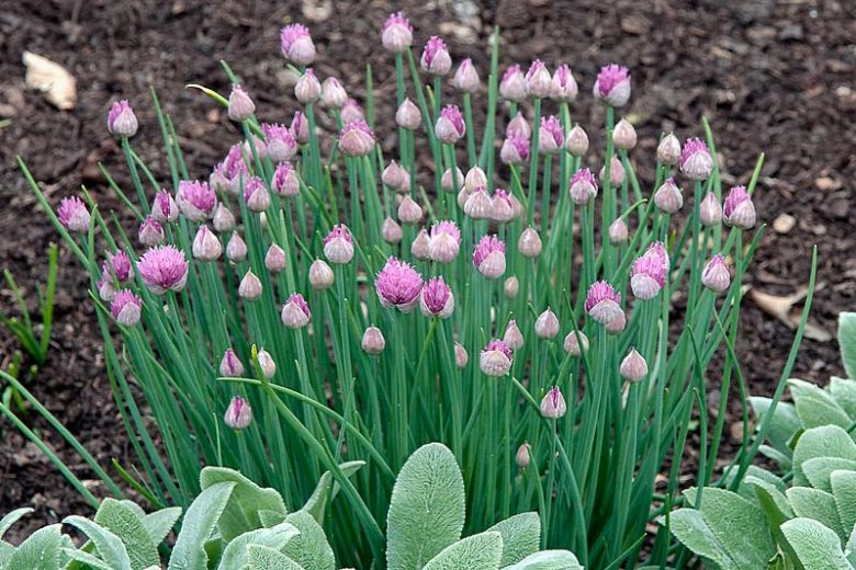 Allium Schoenoprasum 'Forescate', Chives 'Forescate', Chives, Chives Plant, Chives Flower, Cive, Onion Grass, Aromatic Herb, Cooking Herb