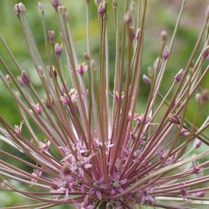 Allium Schubertii, Tumbleweed Onion, Ornamental Onion, Spring Bulbs, Spring Flowers , Purple Onions, Late Spring Flowers, Early Summer Flowers,