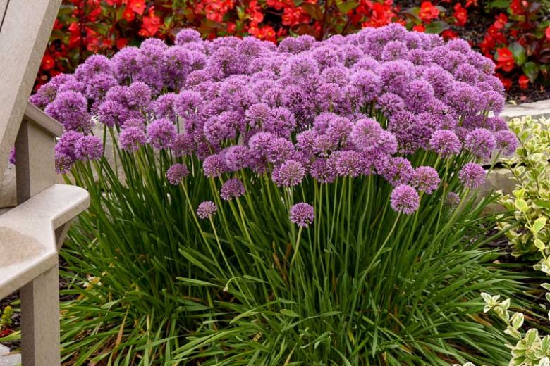 Allium 'Serendipity', Ornamental Allium, Purple flowers, Summer Purple Flowers