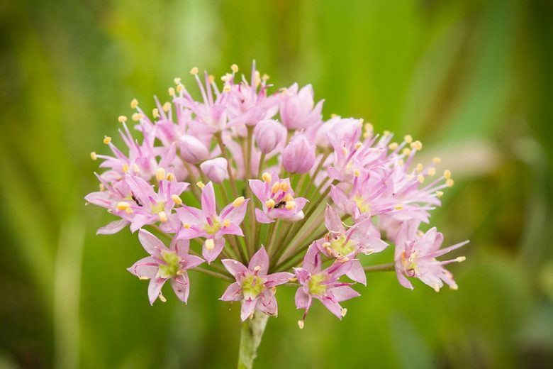 Allium stellatum, Autumn Onion, Prairie Onion, Ornamental Allium, Pink flowers, Summer Pink Flowers