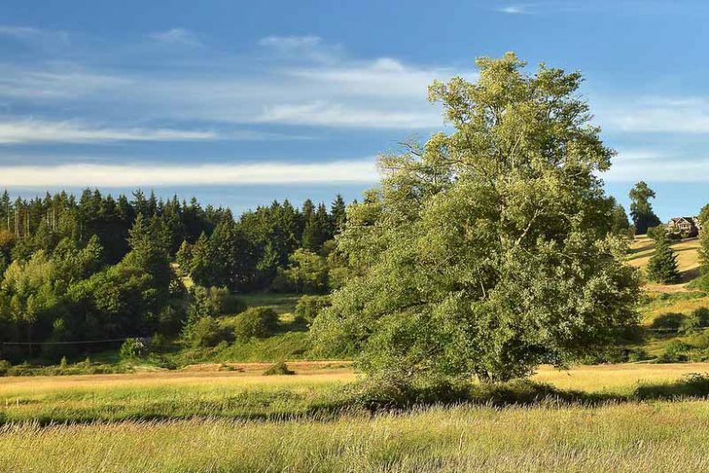 Alnus rubra, Red Alder, Western Alder, Oregon Alder, Alnus oregona, Deciduous Shrubs, Fall color, Red catkins, Native California Trees, Native Oregon Trees