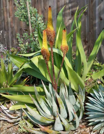 Aloe petricola, Stone Aloe, Yellow flowers, Succulents, Aloes, Drought tolerant plants